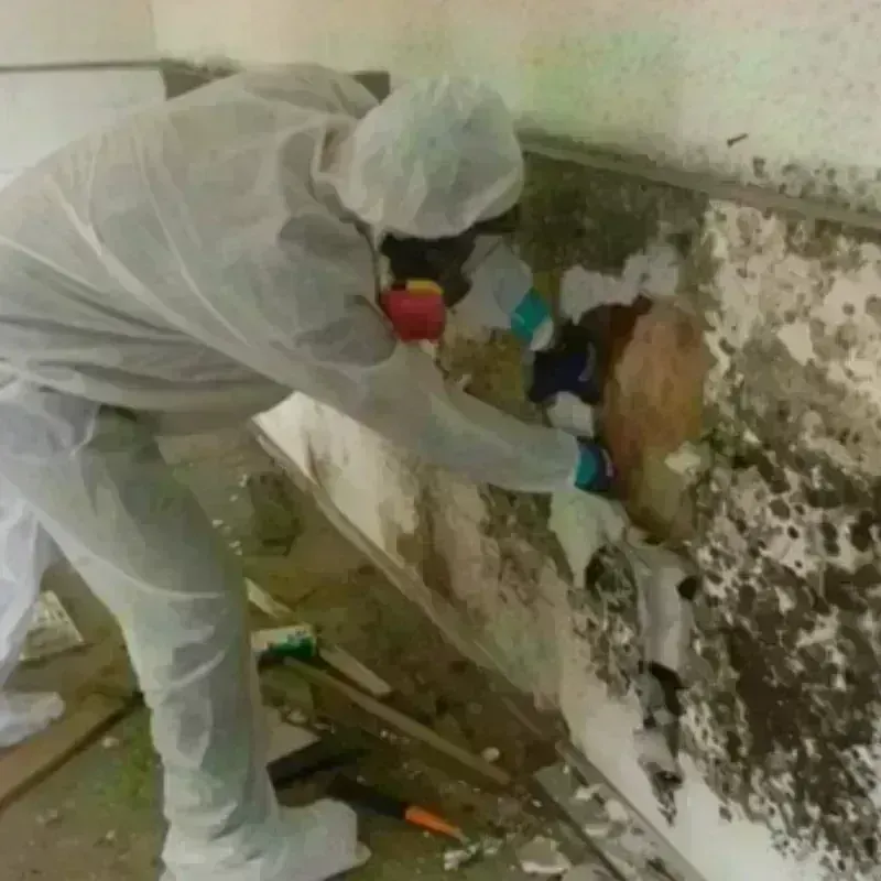 Mold Remediation and Removal in Pequot Lakes, MN